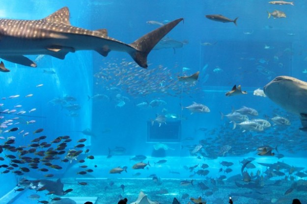 An amazing tank at the Aquarium! 