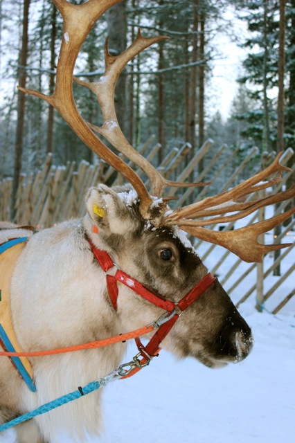 One of Santa's beautiful reindeer. There are more reindeers than people in Rovaniemi! It was amazing to see a real one in person!