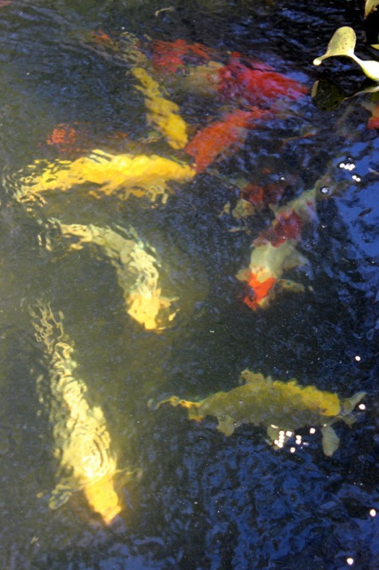 A few of the koi coming up to the surface to eat.