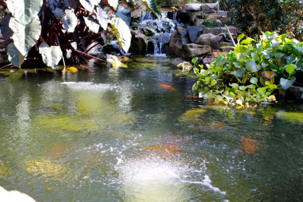 A backyard koi pond: The ultimate in relaxation!