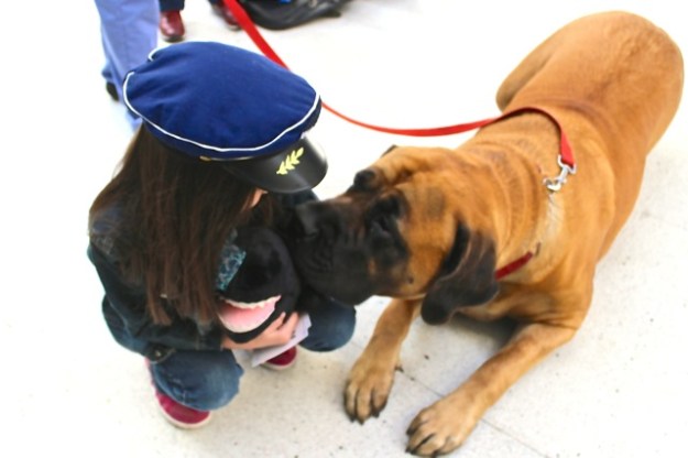 Getting ready to fly back to Helsinki... An amazing Mastiff dog we found at the Bergen airport wanted to play with Mia's stuffed whale!