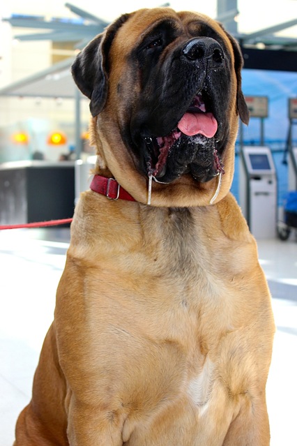 Saying goodbye to Norway... An amazing Mastiff dog drooling and happy as can be and at the Bergen airport! :)