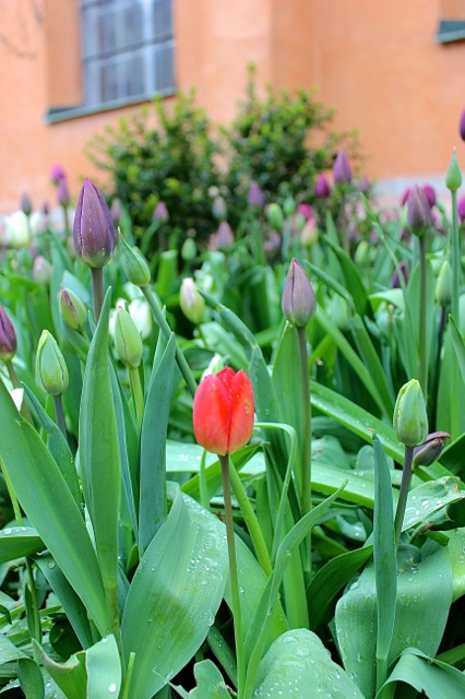 Spring is here! Beautiful tulips in Stockholm, Sweden!