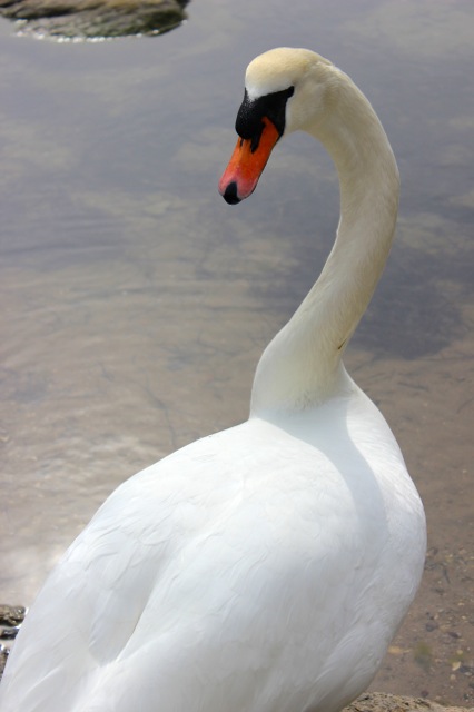 A beautiful swan was proud to pose for a photo at the Copenhagen Harbour.