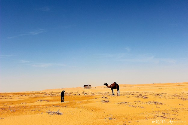 Our driver took us off roading for these shots... It was really cool seeing a mommy camel with her baby in the wild!