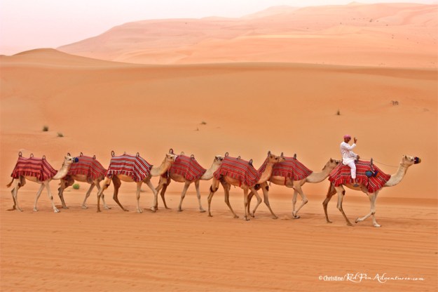 "Connected Camels and Peace" at the Rub' al Khali (The Empty Quarter) desert in Abu Dhabi, UAE.