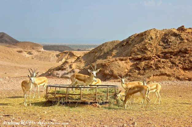 Beautiful sand gazelles on our safari.