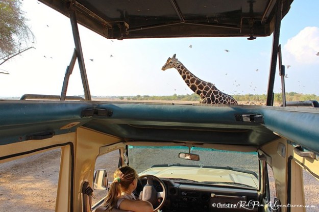 A beautiful giraffe crossing in front of our game viewer vehicle during our safari!
