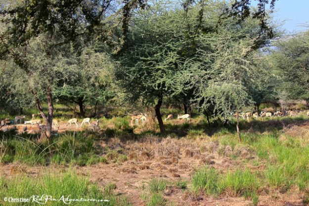A large group of gazelles at the Al Sahel Resort.