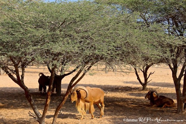 The impressive large curled horns of the Barbary Sheep.