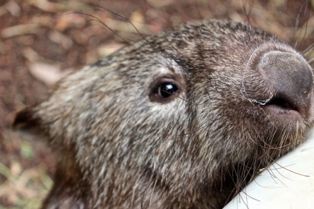 A funny wombat we fell in love with!