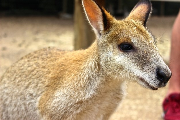 A close-up of one of the beautiful kangaroos at the park.