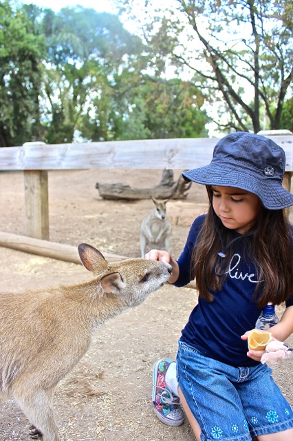 Mia feeding one of the kangaroos an ice cream cone!