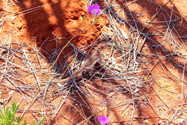 Kata Tjuta Lizard